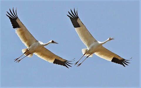 مازندران ایستاده برای امید