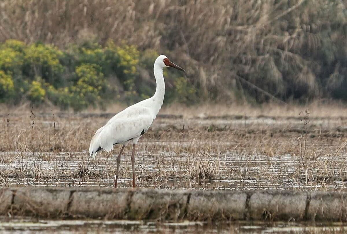 مازندران ایستاده برای امید