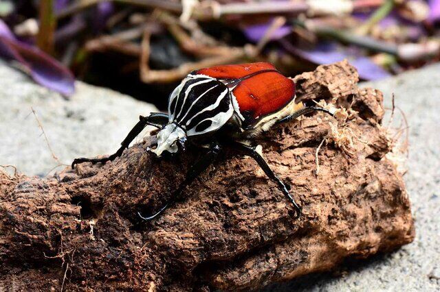 ردیابی سوسک سرخرطومی خرما در نخلستان‌های سیستان و بلوچستان