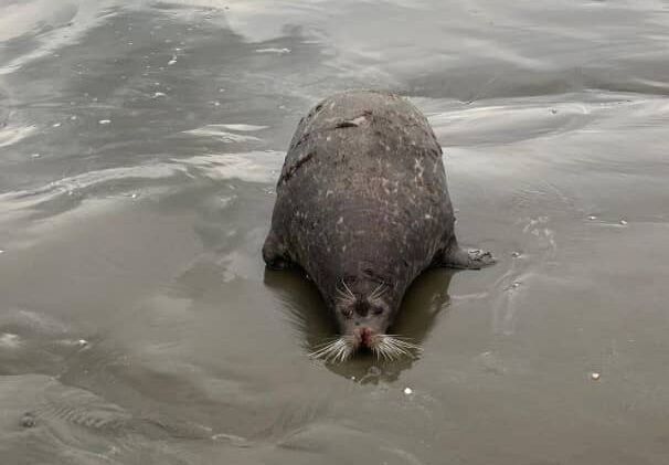 هشدار محیط زیست گیلان: به لاشه فوک‌ها دست نزنید!