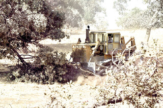 معدن‌کاران، نفس بلوط‌ها را گرفتند