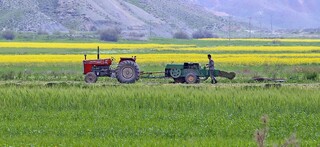 اجرای طرح الگوی کشت در قم کاهش قابل توجه مصرف آب را به‌دنبال دارد