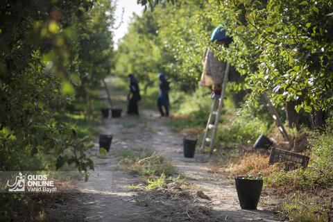 تولید برای محرومیت زدایی