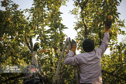 تولید برای محرومیت زدایی