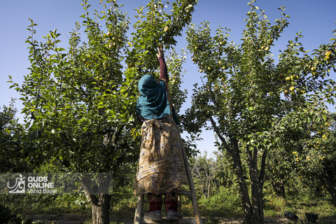 تولید برای محرومیت زدایی