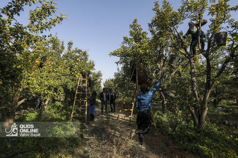 تولید برای محرومیت زدایی