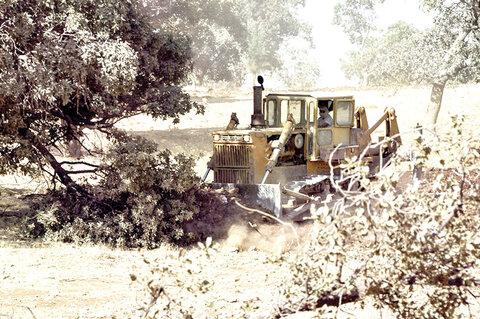 معدن‌کاران، نفس بلوط‌ها را گرفتند
