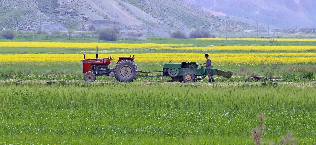 اجرای طرح الگوی کشت در قم کاهش قابل توجه مصرف آب را به‌دنبال دارد