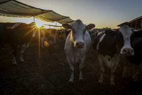 گزارش تصویری | دامپروری صنعتی در خراسان رضوی