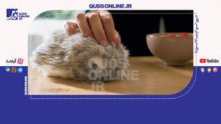 فیلم | مافلین، همدم هوشمند جیبی