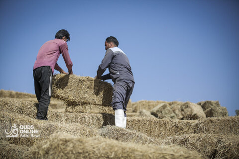 گزارش تصویری | دامپروری صنعتی در خراسان رضوی