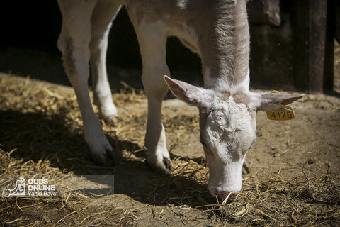 گزارش تصویری | دامپروری صنعتی در خراسان رضوی