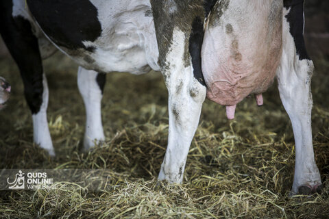 گزارش تصویری | دامپروری صنعتی در خراسان رضوی