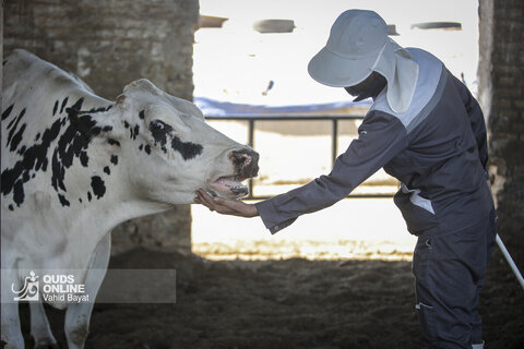 گزارش تصویری | دامپروری صنعتی در خراسان رضوی