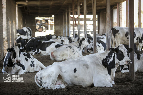 گزارش تصویری | دامپروری صنعتی در خراسان رضوی