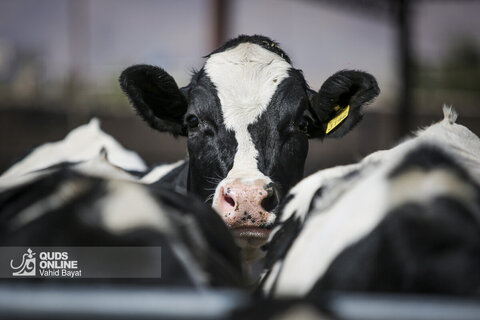 گزارش تصویری | دامپروری صنعتی در خراسان رضوی