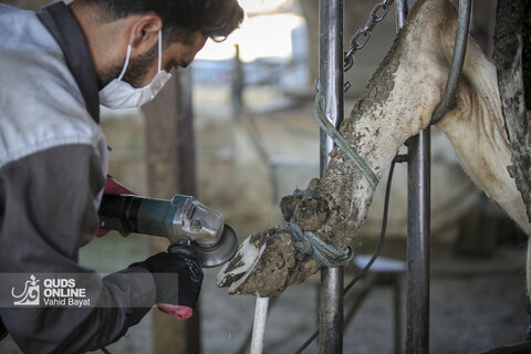 گزارش تصویری | دامپروری صنعتی در خراسان رضوی