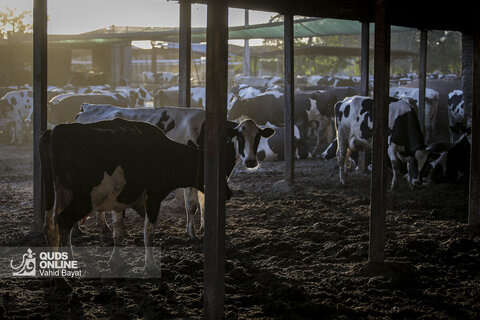 گزارش تصویری | دامپروری صنعتی در خراسان رضوی