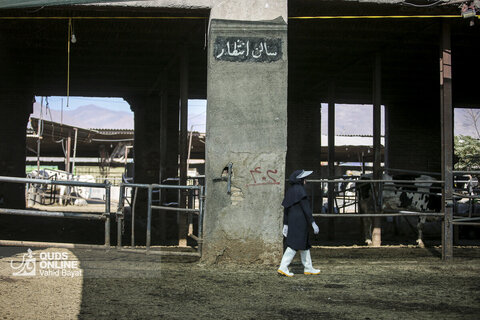 گزارش تصویری | دامپروری صنعتی در خراسان رضوی