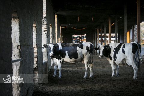 گزارش تصویری | دامپروری صنعتی در خراسان رضوی