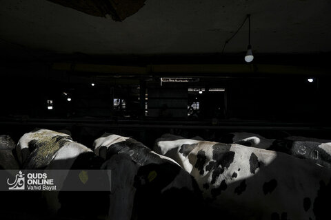 گزارش تصویری | دامپروری صنعتی در خراسان رضوی