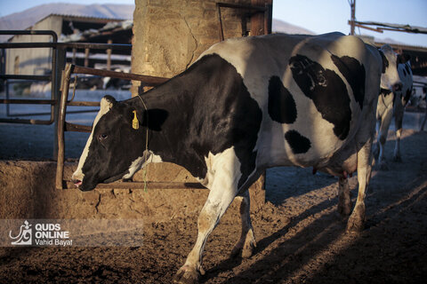 گزارش تصویری | دامپروری صنعتی در خراسان رضوی