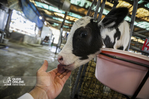 گزارش تصویری | دامپروری صنعتی در خراسان رضوی