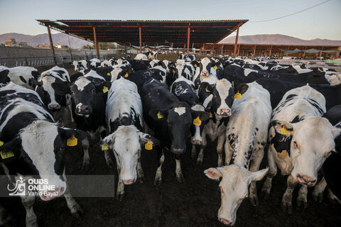 گزارش تصویری | دامپروری صنعتی در خراسان رضوی