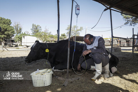 گزارش تصویری | دامپروری صنعتی در خراسان رضوی