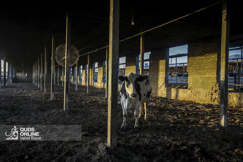 گزارش تصویری | دامپروری صنعتی در خراسان رضوی