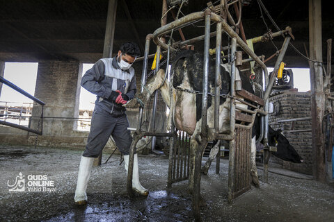 گزارش تصویری | دامپروری صنعتی در خراسان رضوی