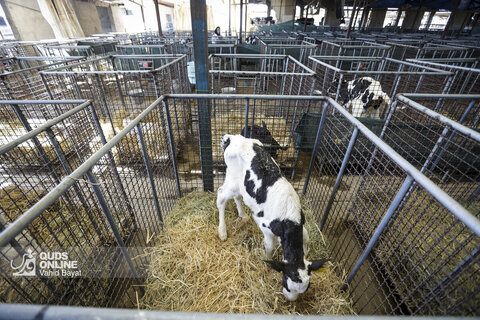 گزارش تصویری | دامپروری صنعتی در خراسان رضوی