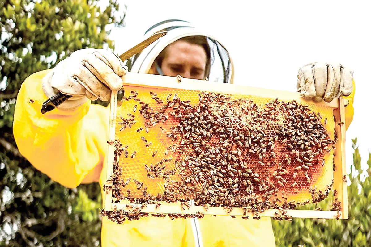 زنبورداری مازندران؛ نیش بیش از نوش!