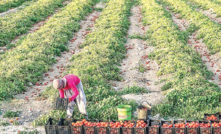 قیمت‌گذاری دستوری و دلار چند پایه فسادخیز است / بخش خصوصی؛ حلقه مفقوده سیاست‌گذاری کشاورزی