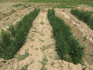 نجات زمین‌های شور خوزستان با روش‌های نوین کشاورزی