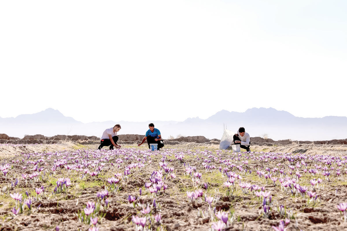 فراوری زعفران تربت حیدریه در مراحل مقدماتی