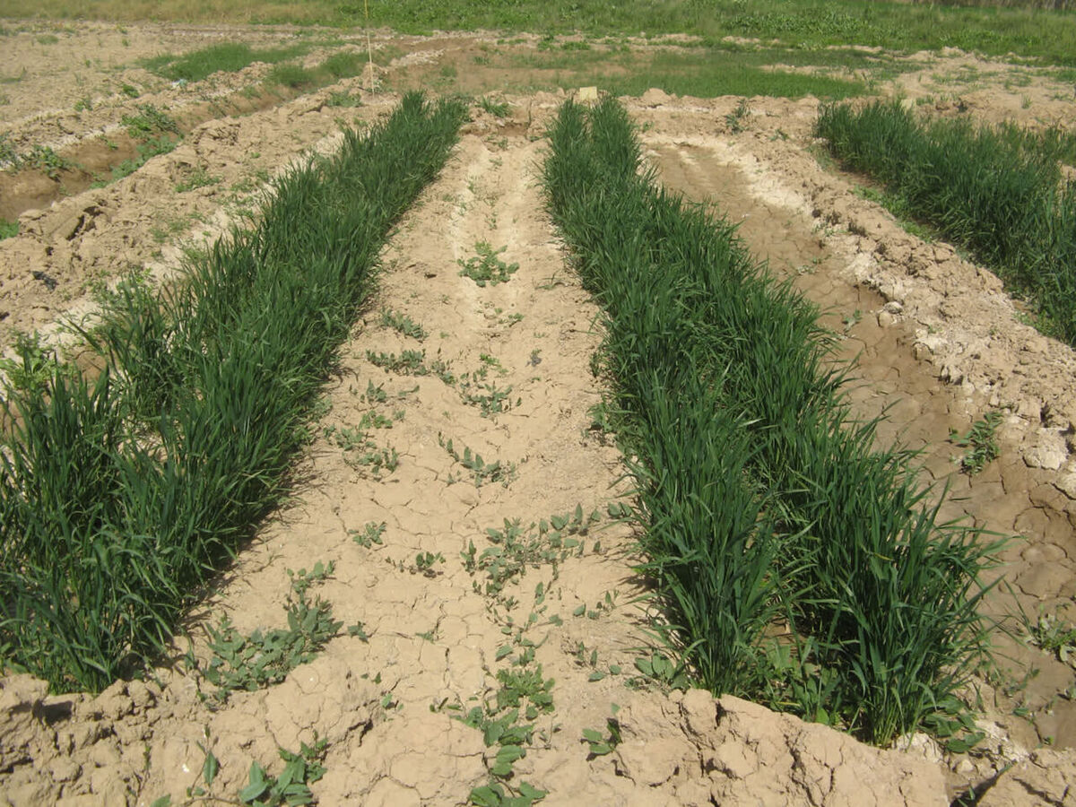 نجات زمین‌های شور خوزستان با روش‌های نوین کشاورزی