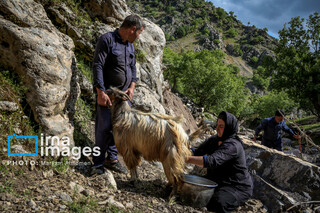 عکس روز | زندگی عشایری