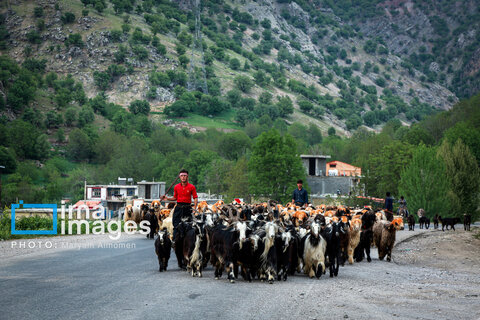 عکس روز | زندگی عشایری
