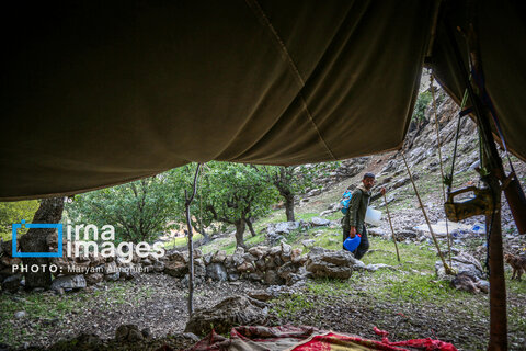 عکس روز | زندگی عشایری