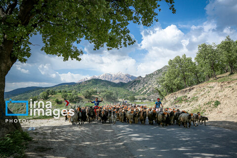 عکس روز | زندگی عشایری