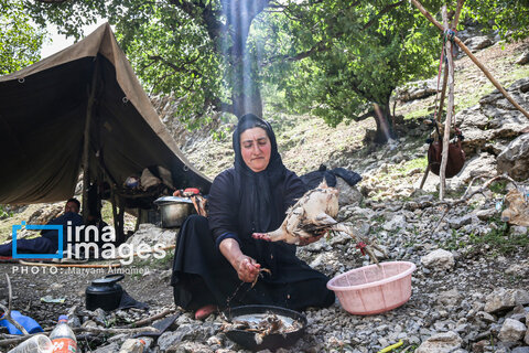 عکس روز | زندگی عشایری