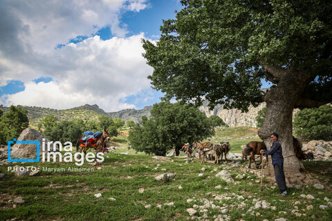 عکس روز | زندگی عشایری