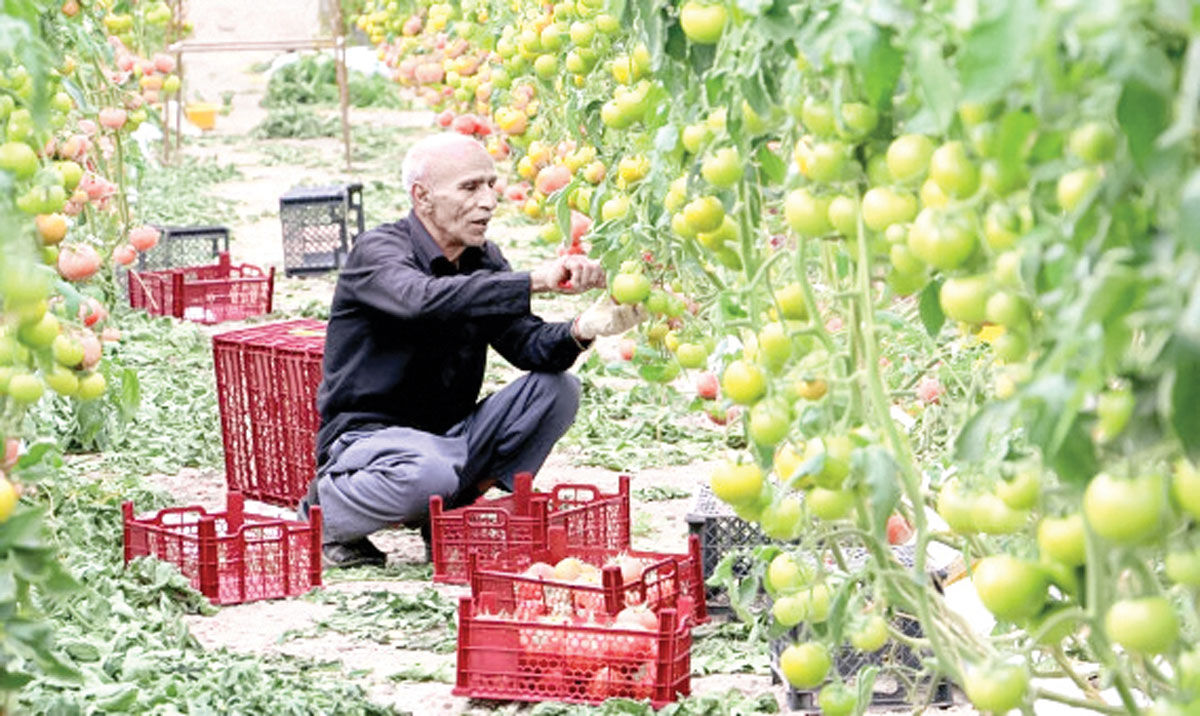 گلخانه‌داران کرمانی نگران سوخت و ساز زمستانه