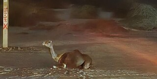 توقیف ۱۱ شتر رها شده در محورهای حادثه‌خیز جاسک