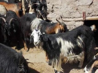 لباس ایرانی از کُرک بُز راینی؛ حلقه‌ای مفقود در زنجیره تولید داخلی