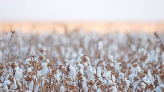 آغاز برداشت ۱۹ هزار تُن پنبه از پنبه زارهای خراسان‌شمالی