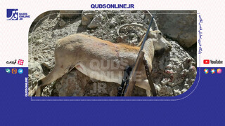 فیلم | دستگیری شکارچیان متخلف حیات‌وحش شرق استان تهران