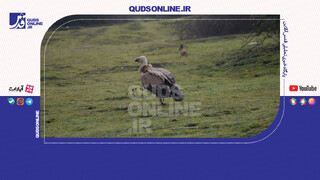 فیلم | رهاسازی کرکس در زیستگاه طبیعی پرور