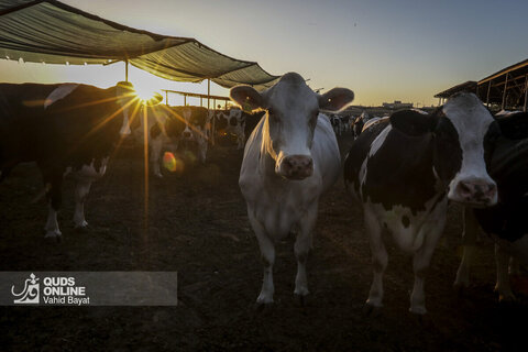 گزارش تصویری | منتخب هفته

 دامپروری صنعتی در خراسان رضوی